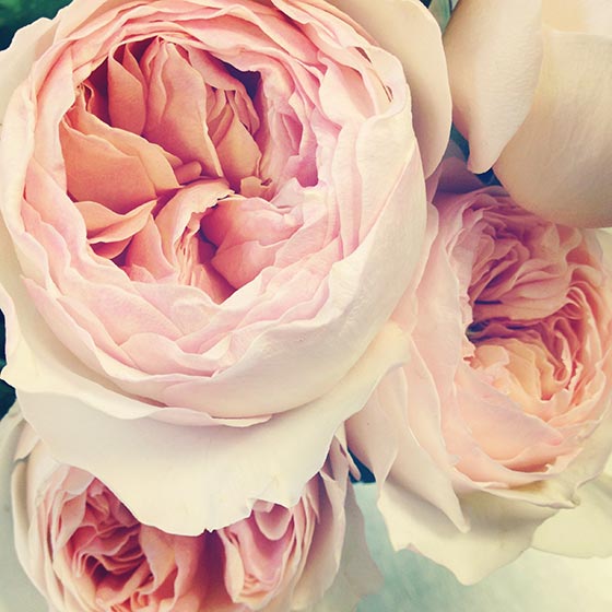 Top 10 Most Expensive Flowers In The World